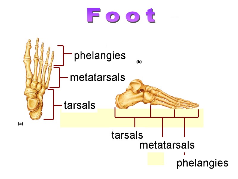 metatarsals phelangies tarsals metatarsals phelangies tarsals Foot